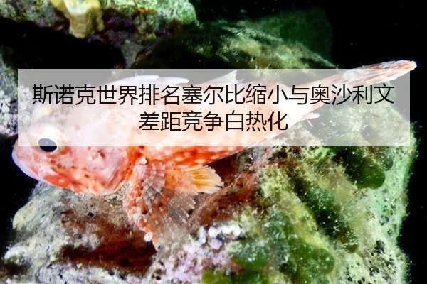 si-nuo-ke-shi-jie-pai-ming-sai-er-bi-suo-xiao-yu-ao-sha-li-wen-cha-ju-jing-zheng-bai-re-hua-2-589.jpg